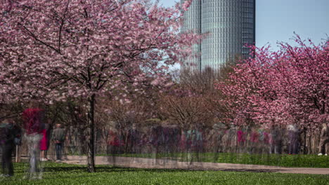 People-take-pictures-of-flower-blossoms-on-tree-on-spring-day-in-city,-timelapse