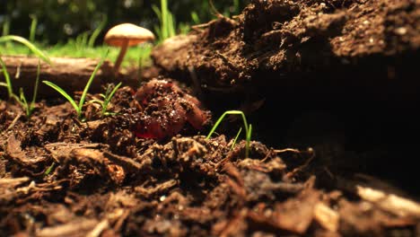 worm-wriggling-under-log-and-in-the-dirt-beside-a-mushroom