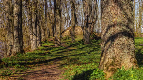 Woodland-trees-casting-shadow-on-sunny-day,-time-lapse-view
