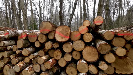 Wooden-tree-logs-stacked-in-woods,-commercial-timber-industry