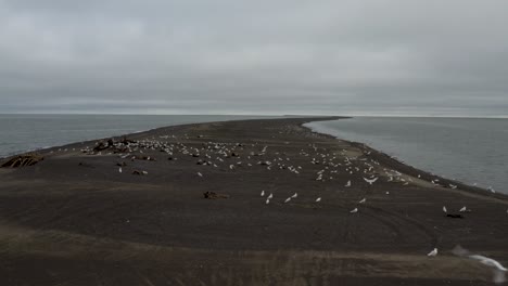 Aerial-Drone-shot-flying-low-over-sand-peninsula-with-flock-of-seagulls-whale-carcasses-and-Arctic-Ocean-at-the-northernmost-point-of-the-Arctic-United-States-near-Barrow-Alaska