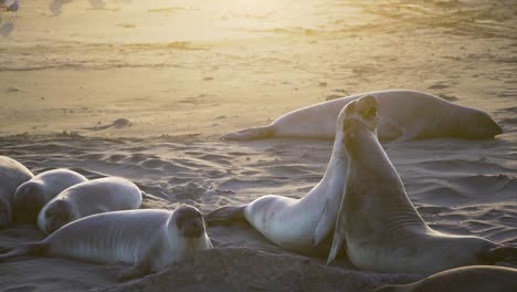 Panorama-of-the-American-Californian-elephant-seal-colony-at-sunset