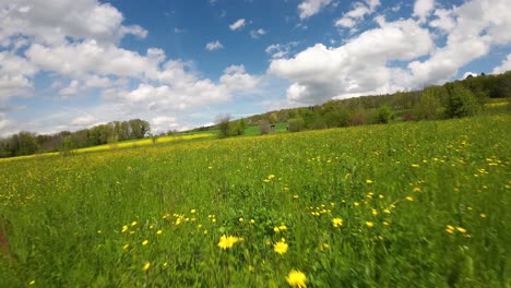 FPV-flying-closely-over-meadow-and-cultured-agricultural-land---yellow-bloom