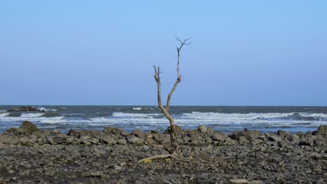 árbol-Solitario-En-La-Playa-Rocosa-En-Tailandia