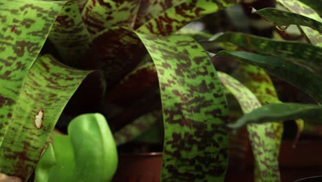Closer-view-and-left-side-truck-camera-movement-from-a-Vriesea-fosteriana-bromeliad-and-Neoregelia-'leopard-ray'-plants