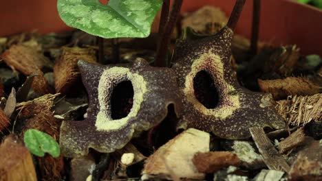 Zoom-out-camera-movement-with-closer-view-from-an-Asarum-splendens-plant