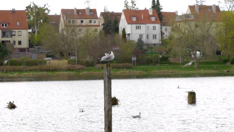 A-seagull-sitting-on-a-wooden-pole-is-preening-its-feathers