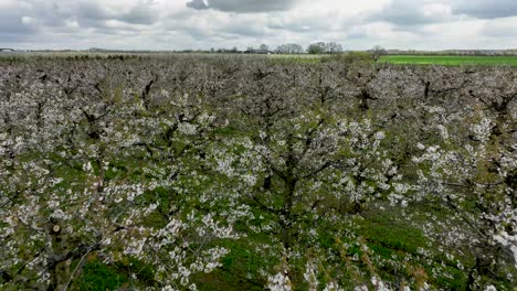 Drohne-Fliegt-über-Dem-Kirschbaum,-Der-Im-Frühling-Mit-Weißen,-Malerischen-Blumen-Blüht