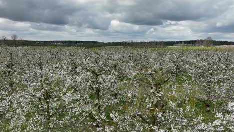 Kirschbäume-Mit-Weißen-Blüten-Und-Der-Dramatischen-Himmelsschönheit-Von-Mutter-Erde