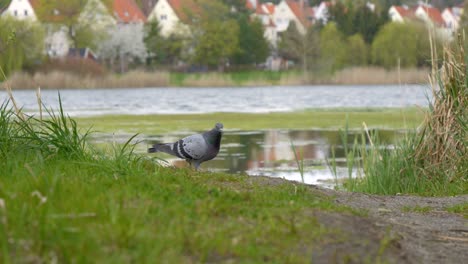 A-pigeon-walking-along-the-lake-shore