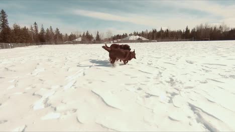 Hunde-Spielen-Tauziehen-Im-Schnee