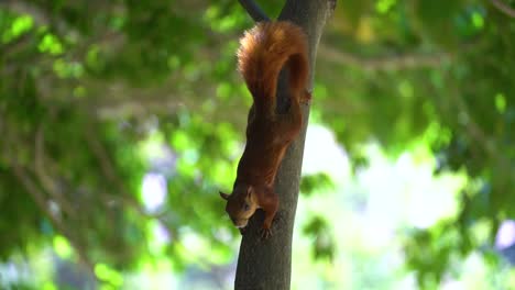 Beautiful-red-tailed-squirrel-motionless-on-tree-trunk-facing-down-and-looking