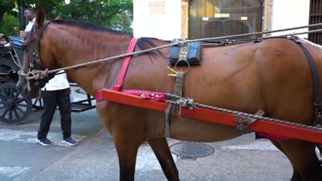 Caballo-Marrón-Tirando-De-Un-Carruaje-Tradicional-En-Las-Calles-De-Cartagena,-Cámara-Lenta