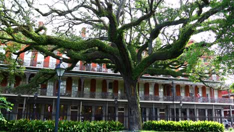 Editorial-Aufnahme-Eines-Einzigartigen-Baumes-Am-Jackson-Square-In-New-Orleans,-Louisiana