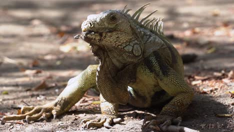 Dinosaur-looking-reptile-lays-still-on-rainforest-floor-on-a-sunny-day,-slowmo