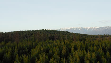 Los-árboles-De-Hoja-Perenne-Al-Atardecer-Se-Extienden-Por-Millas-Hacia-Las-Montañas-Rocosas