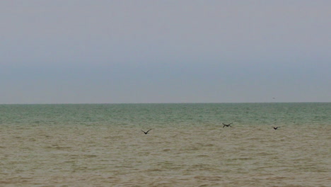 Vögel-Fliegen-In-Zeitlupe-über-Riesige-Grünblaue-Gewässer