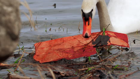 Slow-motion-shot-of-swan-picking-up-stick-or-piece-of-garbage-polluting-the-water-that-it-swims-in