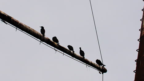 Pájaros-Negros-En-El-Mástil-De-Un-Naufragio-Rojo-Oxidado-Atrapado-En-Aguas-Verdes-Poco-Profundas
