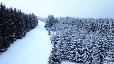 Mit-Schnee-Bedeckte-Kiefern,-Winterliche-Eis-Snowboard-Saison,-Filmische-Naturaufnahme