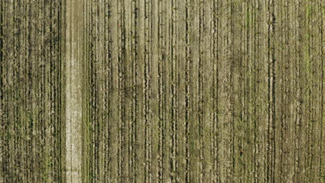 Rows-fro-crops-in-farm-field