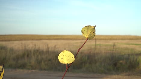 Single-bush-branch-with-a-couple-leaves-at-the-roadside-in-autumn