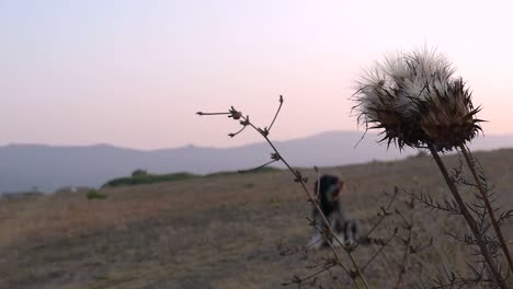 Landschaft-Bei-Sonnenuntergang.-Hund-Im-Hintergrund