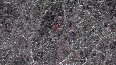 Cardenal-Rojo-Sentado-En-Un-árbol-Estéril-En-Invierno