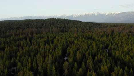 Immergrüne-Bäume-Erstrecken-Sich-Bei-Sonnenuntergang-Kilometerweit-Bis-In-Die-Felsigen-Berge