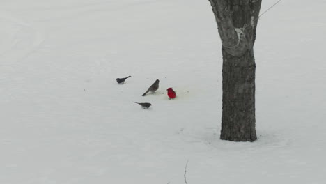 Cardinal-and-small-birds-under-tree