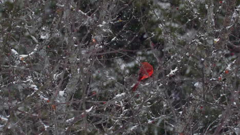 Bright-red-cardinal-sitting-and-moving-in-tree-in-winter