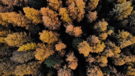 Spectacular-forest-of-autumn-colored-larch-trees-seen-from-above