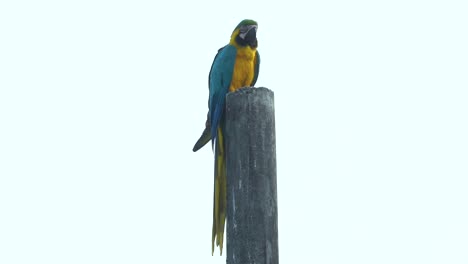 Adorable-parrot-perched-on-tall-wooden-pole,-blue-and-yellow-macaw,-slow-motion