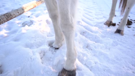 Slow-motion-view-of-the-white-leg-of-a-horse-standing-on-snow