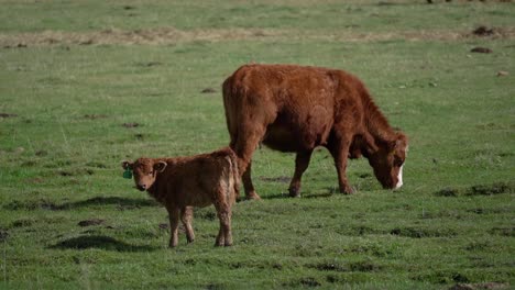 Cow-calf-and-his-mother-grazing-in-Alberta,-Canada