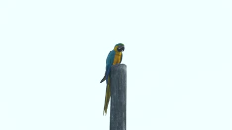 Distant-blue-and-yellow-macaw-is-resting-on-pole-with-white-background,-slowmo