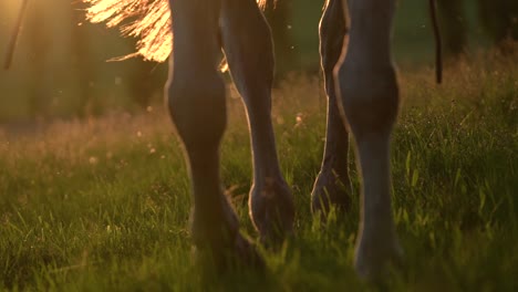 Nahaufnahme-Der-Beine-Eines-Pferdes,-Das-Während-Des-Sonnenuntergangs-In-Zeitlupe-über-Eine-Wiese-Läuft