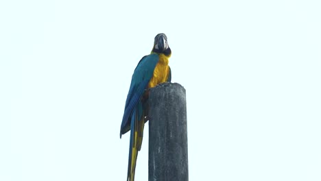Colorful-parrot-perched-on-wooden-pole-with-bright-white-background,-slow-motion