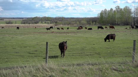 Slow-motion-pan-of-cattle-grazing-in-the-countryside-of-Canada