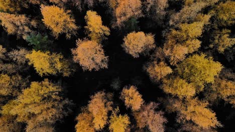Drone-ascent-through-a-gap-revealing-huge-larch-tree-forest-in-autumn-colours