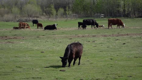 Cattle-feeding-on-grassland-in-Alberta,-Canada