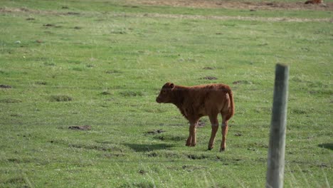 Close-shot-of-a-cow-calf-running-in-a-green-pasture-of-Canada
