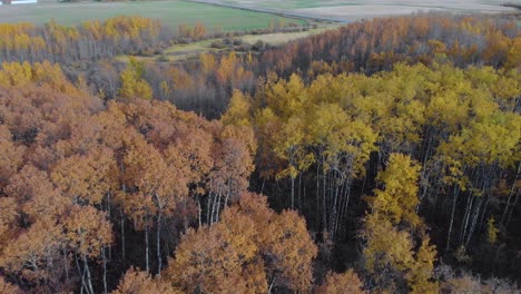 Aerial-view-over-colorful-fall-trees,-revealing-fields-on-the-countryside,-autumn-day,-in-Alberta,-Canada---tilt-up,-drone-shot