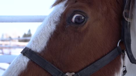 Close-up-shot-of-the-eyes-and-head-of-a-horse-in-slow-motion