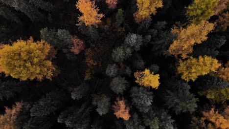 Cinematic-drone-rotation-over-autumnal-forest-composed-of-larch-trees