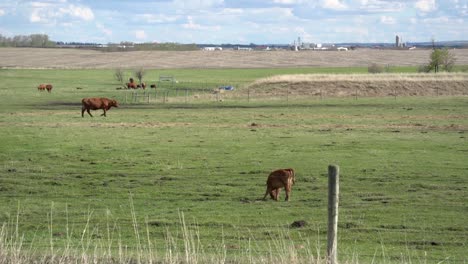 Wide-shot-of-cattle-grazing-and-a-farm-on-the-horizon-in-slow-motion