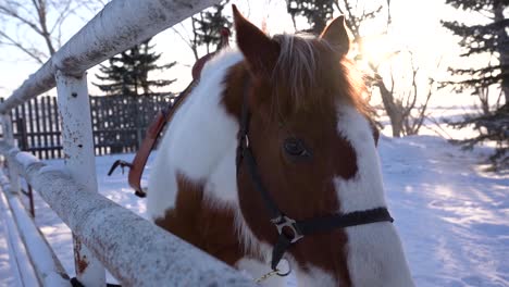 Close-shot-of-a-horse-head-looking-at-the-camera-behind-a-wooden-fence-on-a-snowy-field