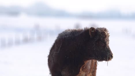 Red-Angus-calf-looking-at-the-camera-standing-on-a-white-snowed-plain-of-Canada-during-the-winter
