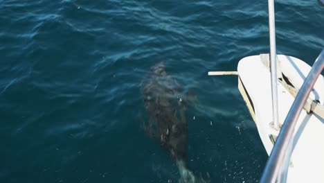Einzelner-Delfin-Schwimmt-Frei-Parallel-Zum-Boot-Bei-Einer-Walbeobachtungsaktivität