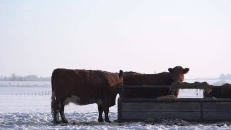 Dos-Vacas-De-Pie-En-Una-Llanura-Nevada-En-Canadá-Cerca-Del-Heno